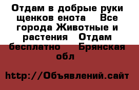 Отдам в добрые руки щенков енота. - Все города Животные и растения » Отдам бесплатно   . Брянская обл.